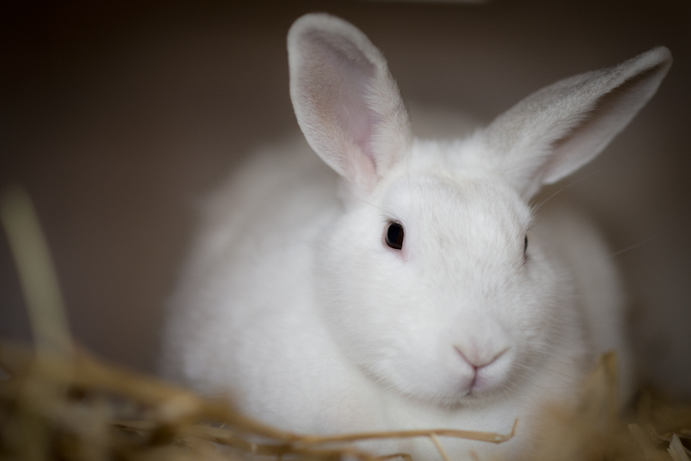 Bunnies - RSPCA Short Tails RSPCA Short Tails